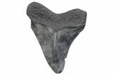 Juvenile Megalodon Tooth - South Carolina #370174-1